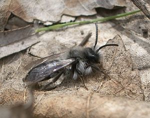Graue Sandbiene (Andrena cineraria), Männchen