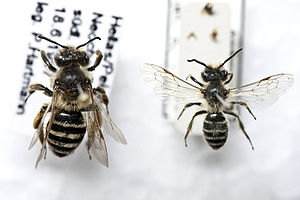 Andrena flavipes: links ♀, rechts ♂.