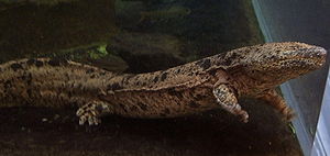 Japanischer Riesensalamander (Andrias japonicus)
