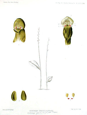 Androcorys gracilis (syn: Herminium gracile)Bildtafel 438 in:G. King, R. Pantling:The Orchids of the Sikkim-Himalaya