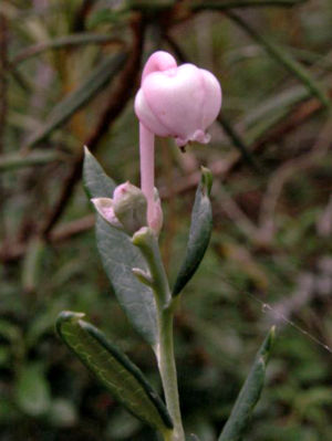 Rosmarinheide (Andromeda polifolia), Blüte.