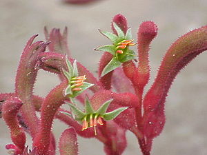 Große Känguruh-Blume (Anigozanthos flavidus), eine der vielen Sorten, keine reine Art.)
