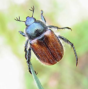 Zottiger Getreidekäfer (Anisoplia villosa) Männchen, an Grashalm hängend
