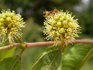 Blütenstand von Anogeissus leiocarpa