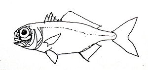 Großer Laternenfisch (Anomalops katoptron)