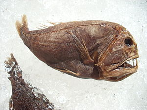 Anoplogaster cornuta