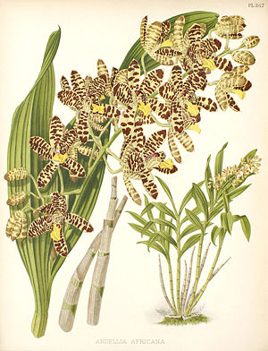 Illustration von Ansellia africana aus R. Warners „The Orchid Album“