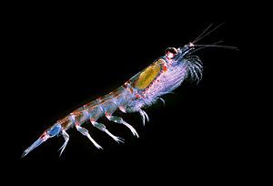 Antarktischer Krill (Euphausia superba)