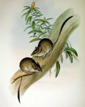 Springbeutelmäuse  (Antechinomys laniger) nach Gould