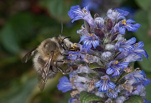 Gemeine Pelzbiene (Anthophora plumipes), Männchen