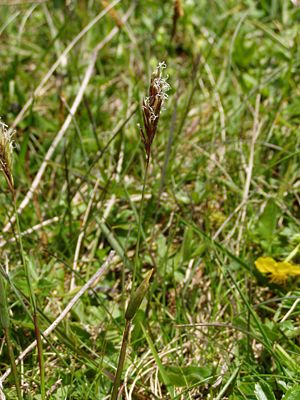 Alpen-Ruchgras (Anthoxanthum alpinum)
