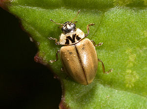 Nadelbaum-Marienkäfer (Aphidecta obliterata)