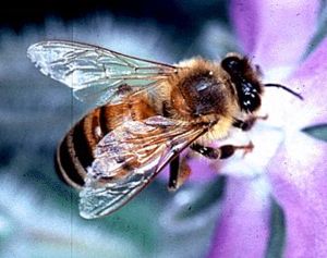 Italienische Biene (A.m. ligustica)