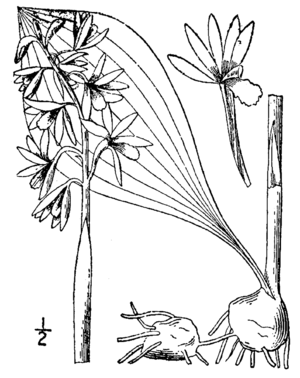 Zeichnung von Aplectrum hyemale in Britton und Brown: An illustrated flora of the northern United States, Canada and the British Possessions