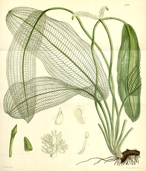 Gitterpflanze (Aponogeton madagascariensis), Illustration