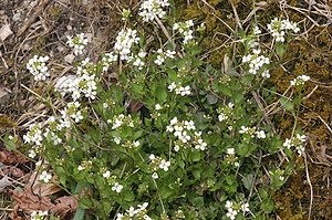 Arabidopsis halleri