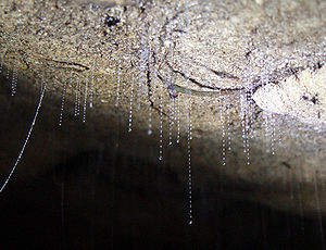 Fangfäden der Larven von  Arachnocampa luminosa