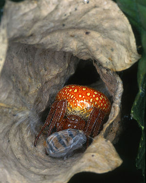 Sumpfkreuzspinne (Araneus alsine) in einem zusammengerollten Blatt