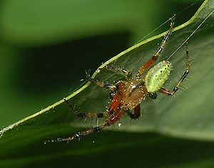 Araniella opisthographa, Männchen