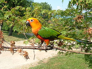 Aratinga Jandaya -in tree-8.jpg