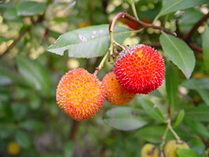 Westlicher Erdbeerbaum (Arbutus unedo)