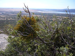 Arceuthobium oxycedri, auf Juniperus oxycedrus