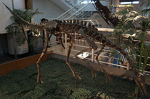 Skelettnachbildung von Archaeornithomimus