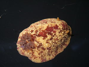 Meerzitrone (Archidoris pseudoargus)