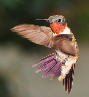 Ein männlicher Rubinkehlkolibri im Flug