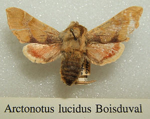 stark abgenutztes Präparat von Arctonotus lucidus