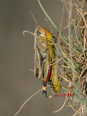 Große Höckerschrecke (Arcyptera fusca)