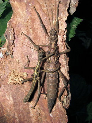Kleine Dornschrecke (Aretaon asperrimus), Pärchen