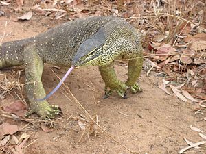 Argus Monitor. Varanus panoptes panoptes, with tongue out.jpg