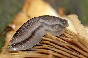 Graue Wegschnecke (Arion circumscriptus)