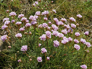 Strand-Grasnelke (Armeria maritima subsp. maritima)