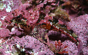 Artedius corallinus