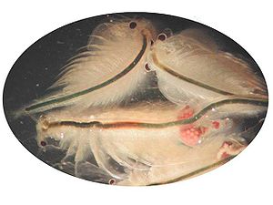 Salinenkrebse (Artemia salina), einer davon mit Eiern