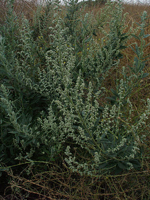 Artemisia douglasiana 3.jpg