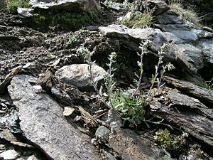 Ährige Edelraute (Artemisia genipi), Habitus im Habitat