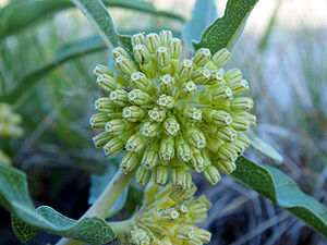 Asclepias viridiflora