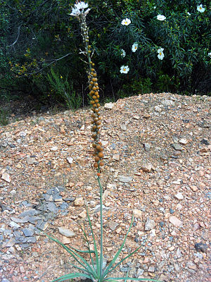 Asphodelus cerasiferus fruits plant 2009April26 SierraMadrona.jpg