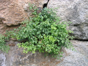 Mauerraute (Asplenium ruta-muraria)