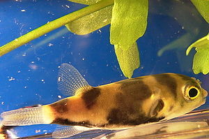 Assel-Kugelfisch (Colomesus asellus)