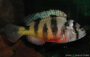 Haplochromis latifasciatus aus dem Kyogasee.