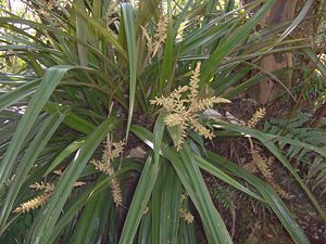 Astelia hemichrysa  ist eine endemische Art der Insel Réunion.