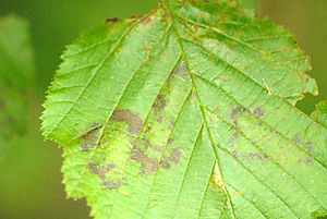 Asteroma coryli (Hauotfruchtform: Gnomoniella coryli): Erreger der Haselnuss-Blattbräune