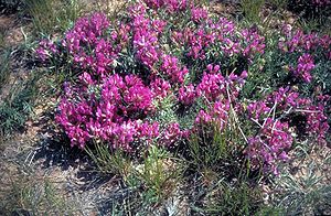 Astragalus crassicarpus.jpg