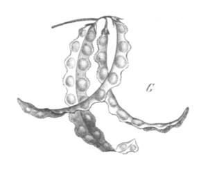 Astragalus pelecinus Taub121d.png