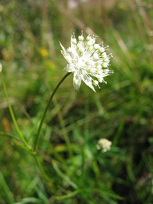 Astrantia minor.jpg