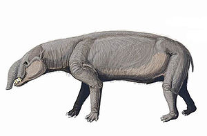 Astrapotherium magnum